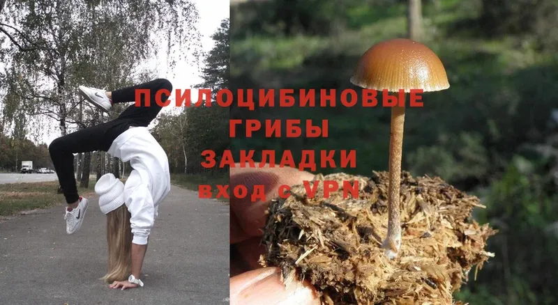 Галлюциногенные грибы Psilocybe  Каргополь 